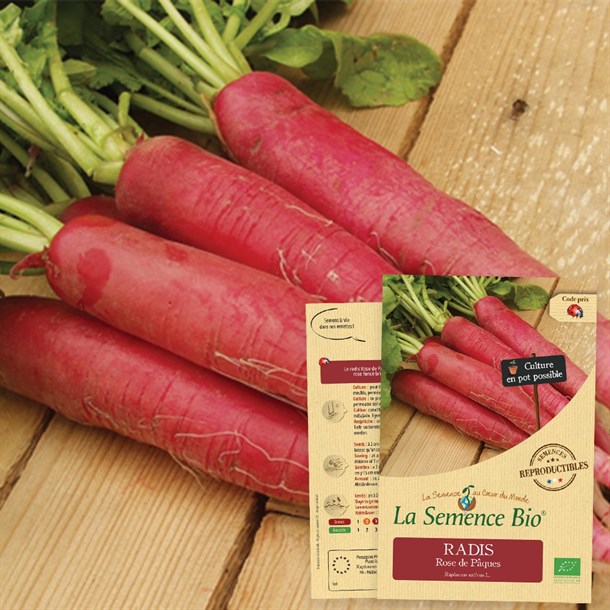 cadeau-paques-radis-rose-de-paques-bio-nature-et-decouvertes