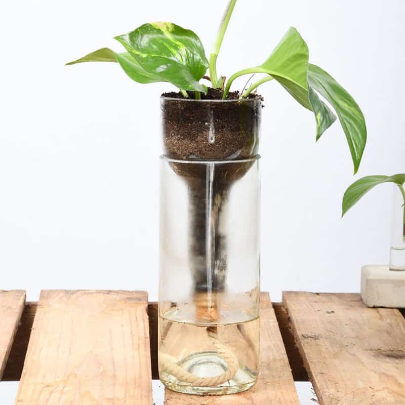 Cadeau-anniversaire-femme-50-ans-Pret-a-Jardiner-Vase