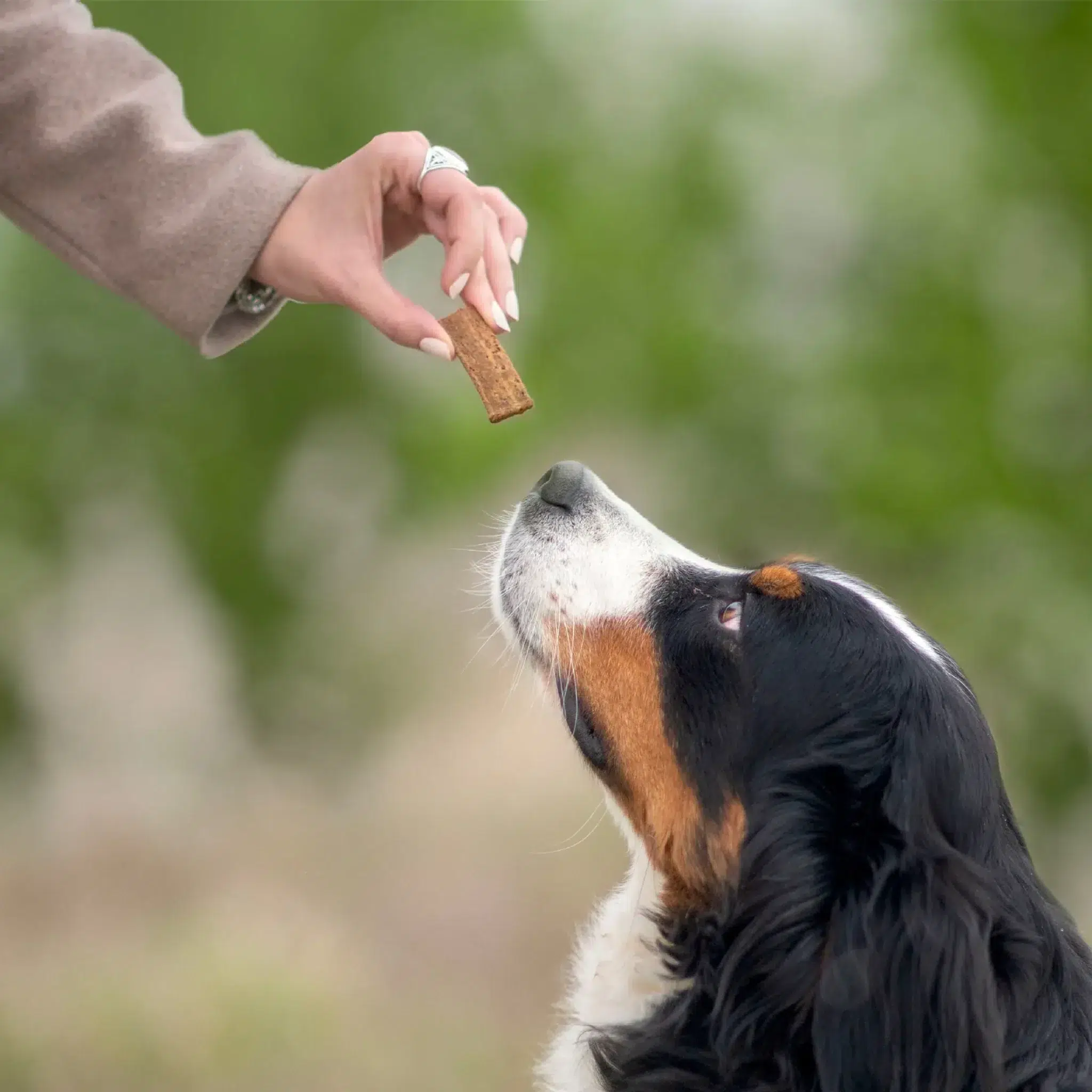 cadeau-pour-chien-friandise-articulation-ultra-premium-direct