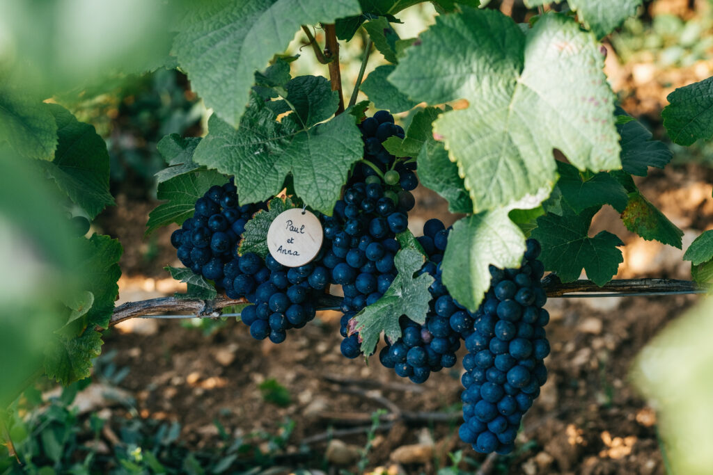 Offrir Une Vigne : Un Cadeau Original Et Durable Pour Les Amateurs De Vin Vigne Offrir une vigne : un cadeau original et durable pour les amateurs de vin Astuces et conseils vigne cuvee privee medaillon