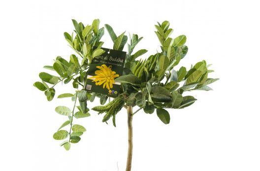 Les 10 meilleurs cadeaux pour les passionnés de plantes Astuces et conseils cadeaux passionnés de plantes Cadeaux pour les passionnes de plantes