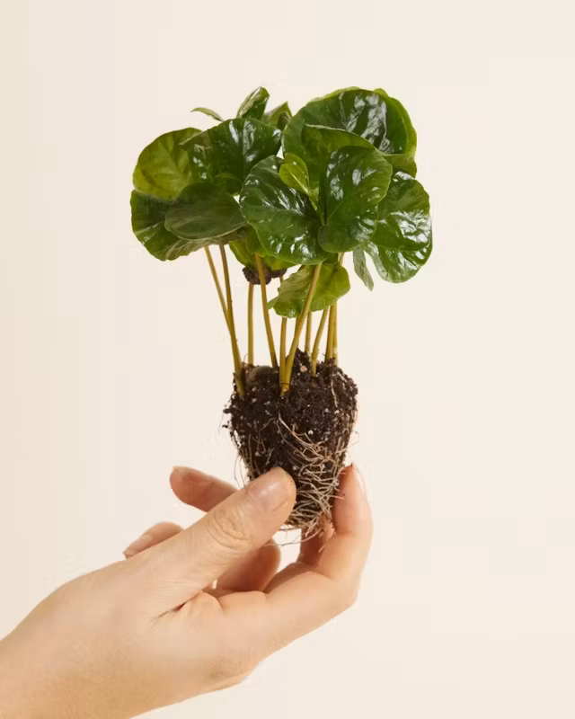 Les 10 Meilleurs Cadeaux Pour Les Passionnés De Plantes Cadeaux Passionnés De Plantes Les 10 meilleurs cadeaux pour les passionnés de plantes Astuces et conseils cadeaux passionnés de plantes Cadeaux pour les passionnes de plantes7