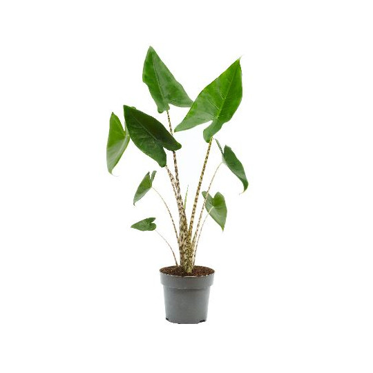 Les 10 meilleurs cadeaux pour les passionnés de plantes Astuces et conseils cadeaux passionnés de plantes Cadeaux pour les passionnes de plantes8