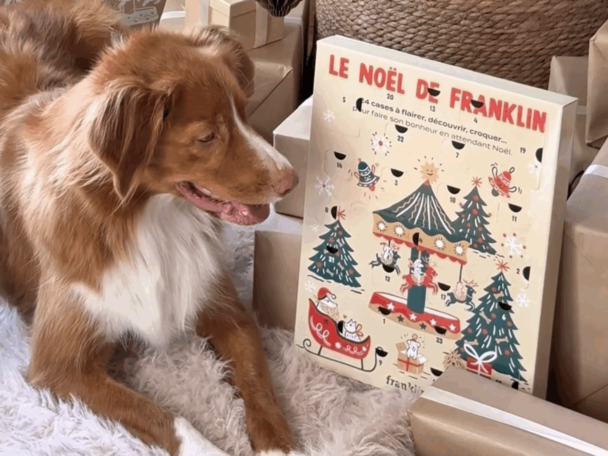 Calendrier-de-lavent-Chien-Franklin-Pet-Food