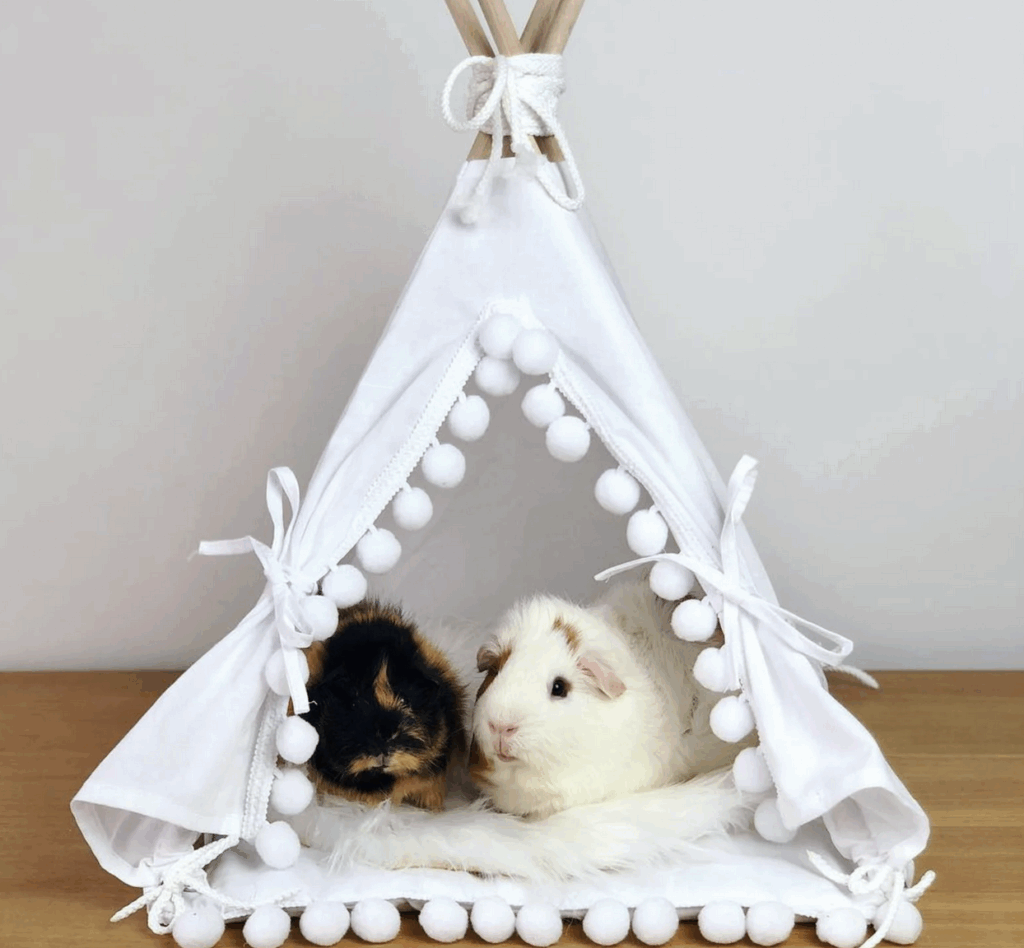 27 Idées De Cadeaux Pour Cochon D’inde (Et Son Fan Ultime) Cadeaux Pour Cochon D’inde 27 idées de cadeaux pour cochon d’Inde (et son fan ultime) Astuces et conseils cadeaux pour cochon d’Inde Cadeau cochon d inde Etsy Tipi