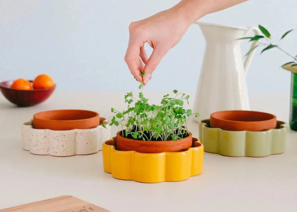 Cadeau-anniversaire-femme-75-ans-Permacool-Plantes