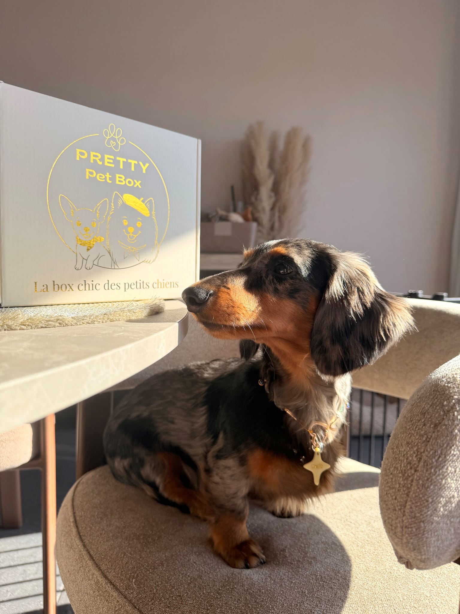 Pretty Pet Box6