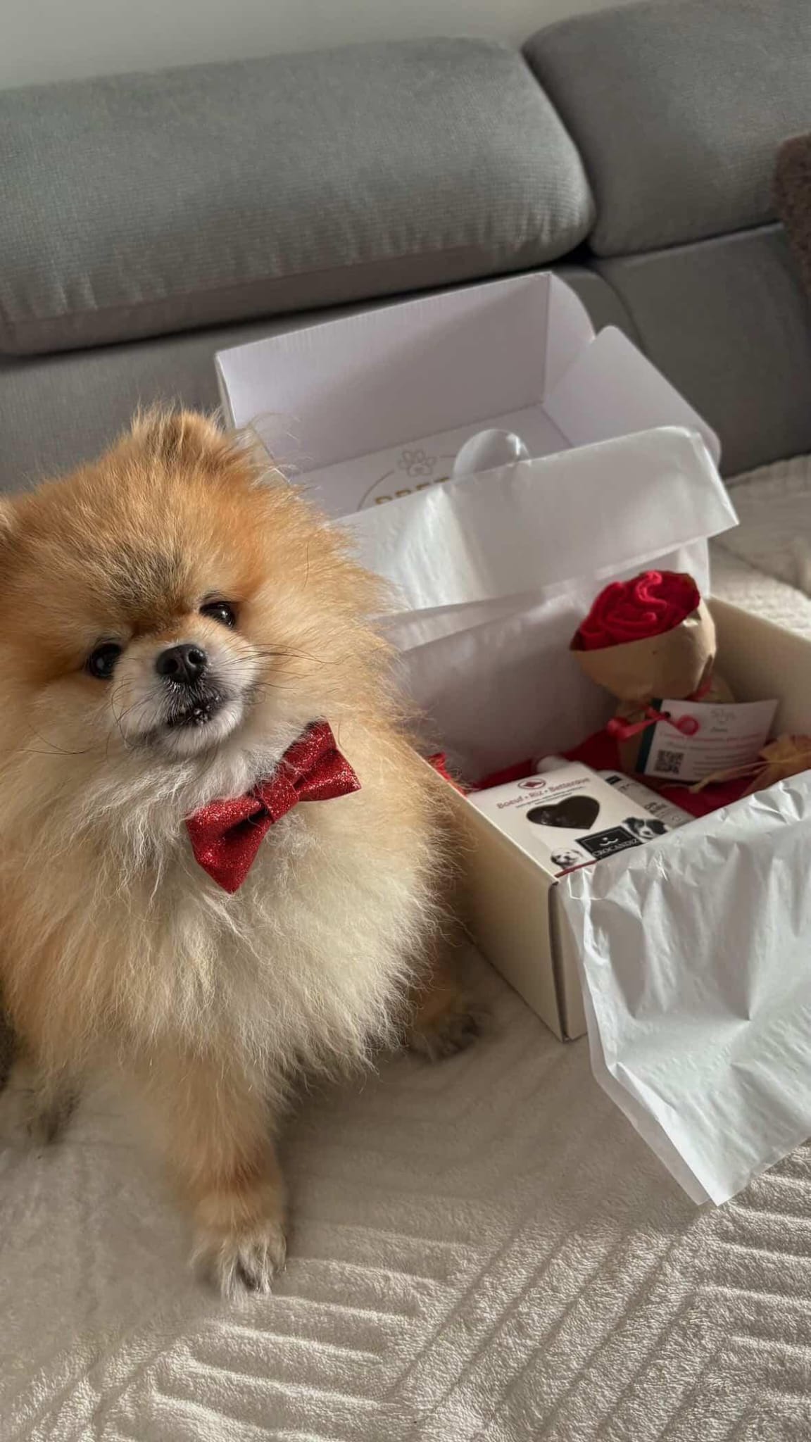 Pretty Pet Box9