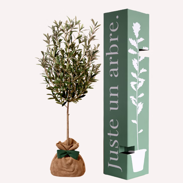 Cadeau-2-ans-Nature-et-Decouvertes-Arbre